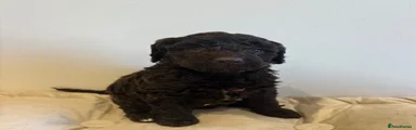 Cockapoo 9