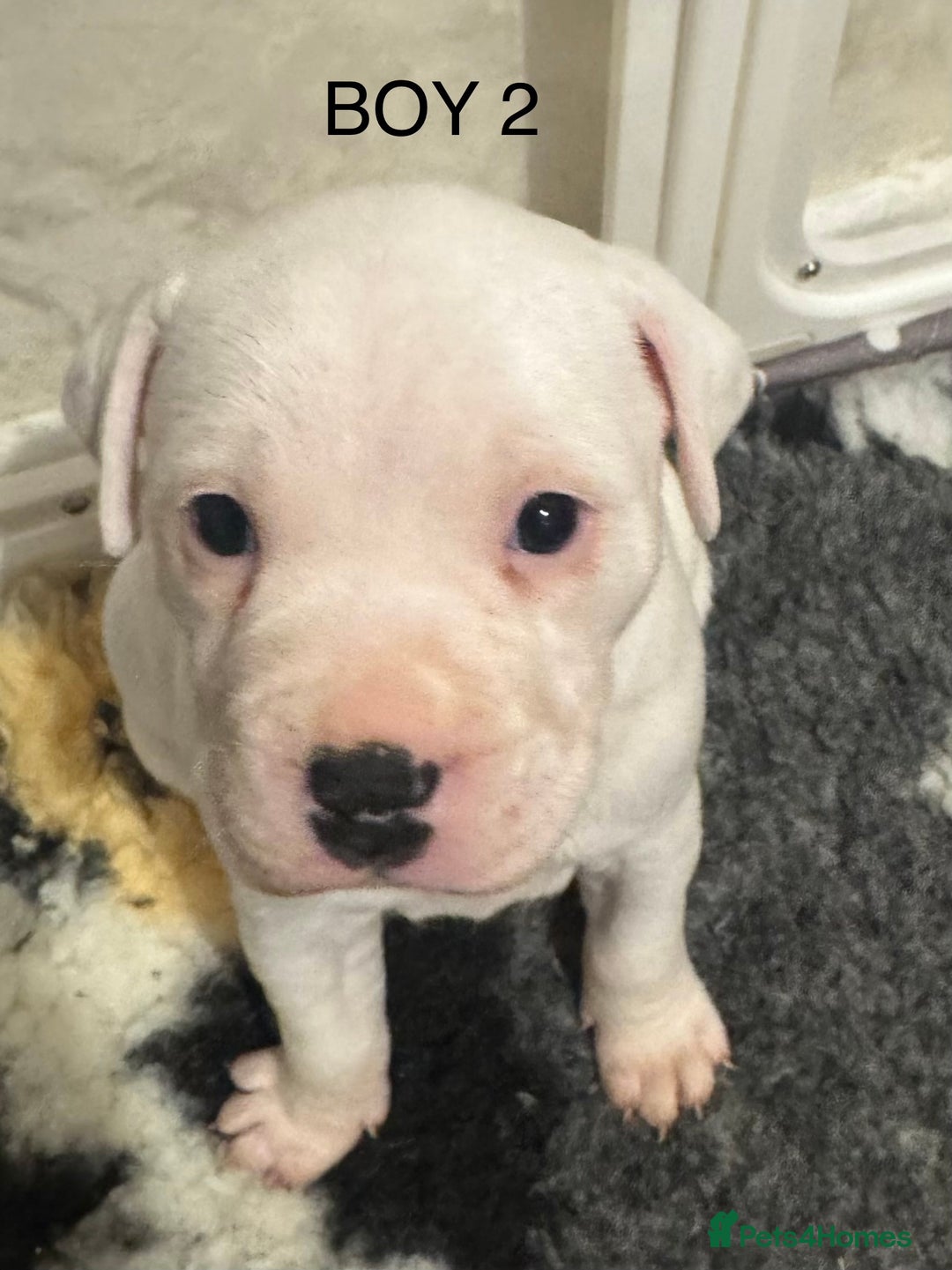 Staffordshire Bull Terrier dogs for sale: Staffordshire bull terrier puppies for sale Sale - Advert 12