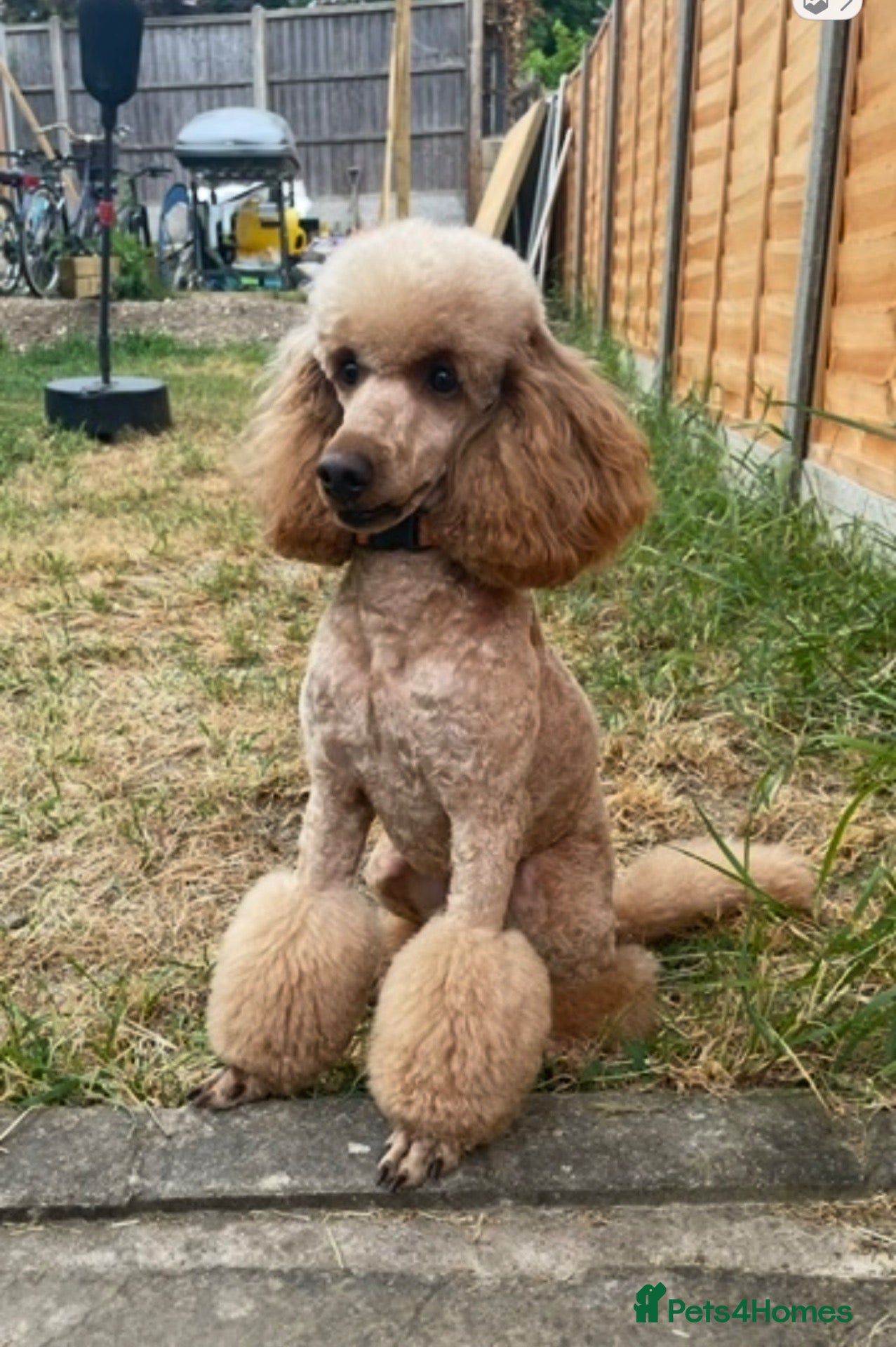 Miniature Poodle dogs for sale: 🐩KC-registered Miniature Poodles Raised with care - Advert 2