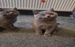 British Shorthair cats for sale: 2 beautiful boys looking for their new family - Image 1