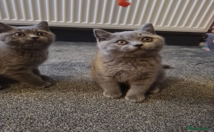 British Shorthair cats - Advert 2