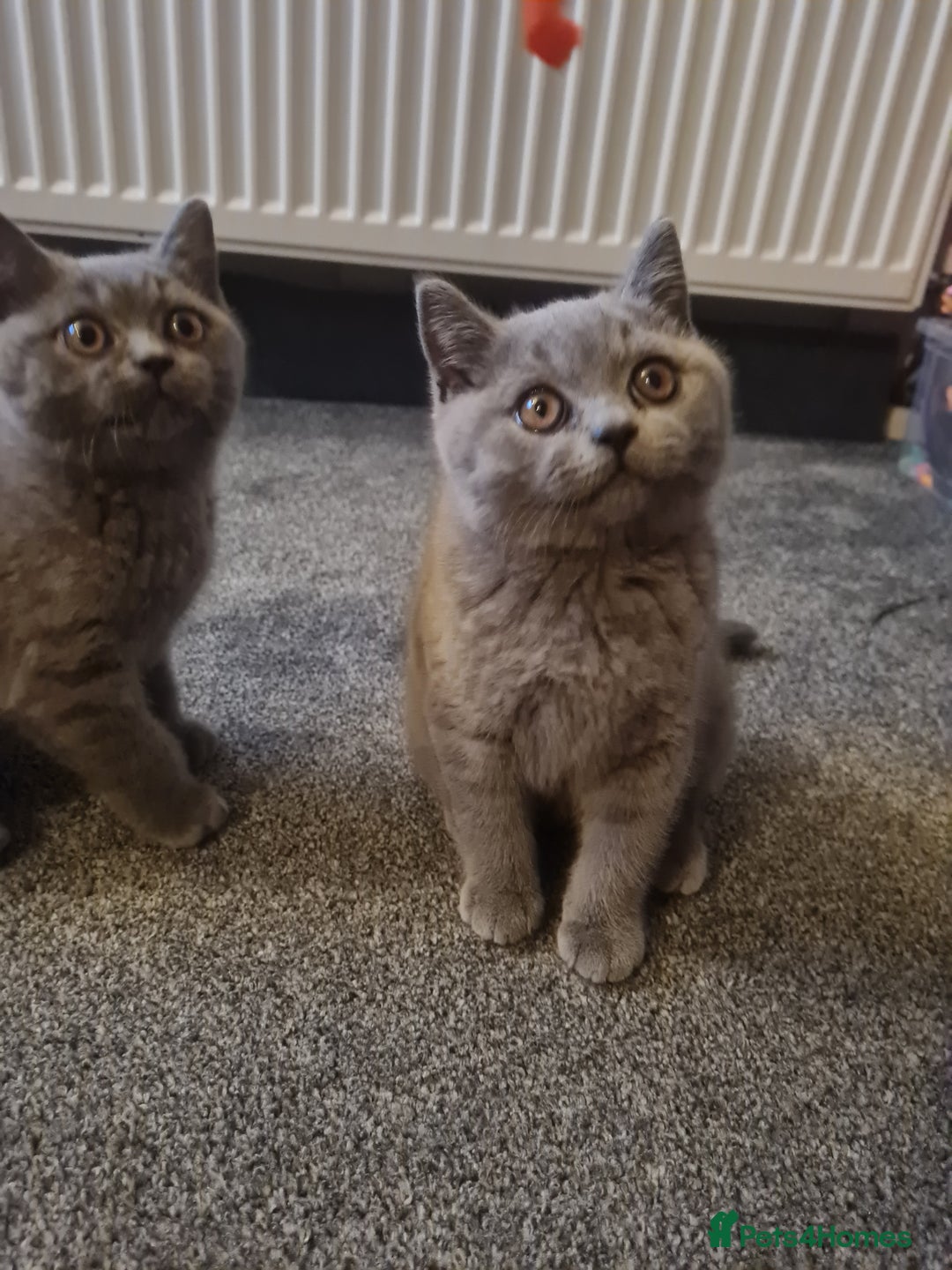 British Shorthair cats for sale: 2 beautiful boys looking for their new family - Image 1