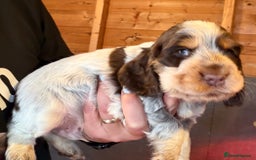 Cocker Spaniel dogs for sale: Show cocker spaniel pups  - Image 40