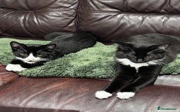 Mixed Breed cats for sale: 2 Tuxedo kittens  - Image 2