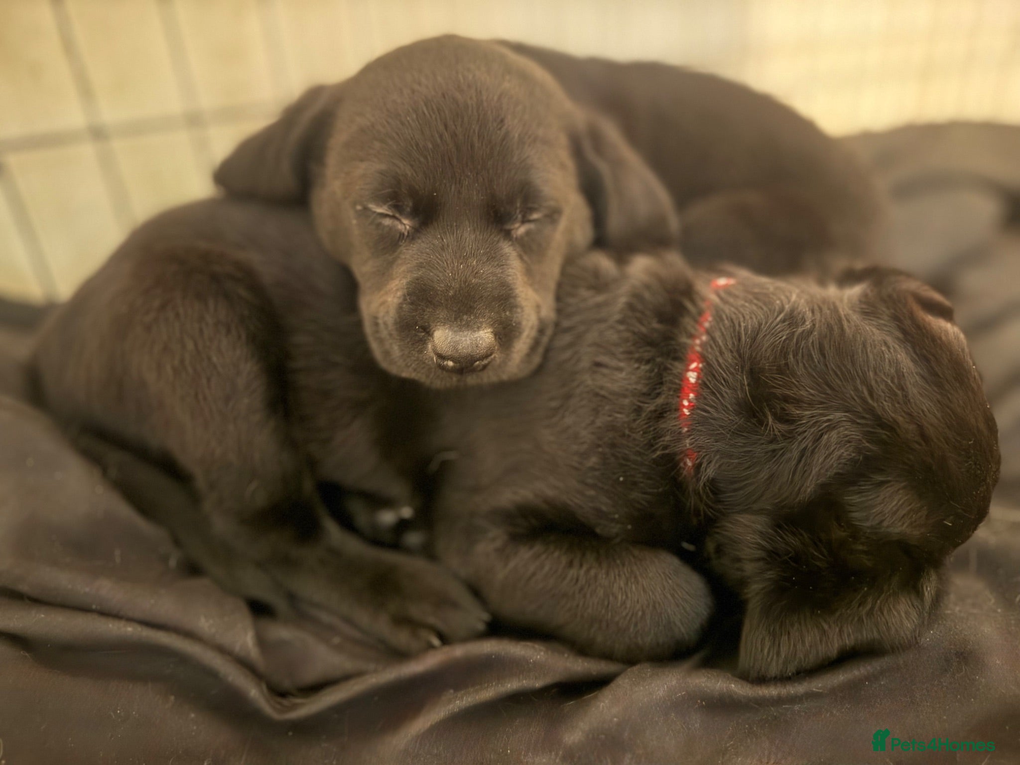 Labrador Retriever dogs KC Labrador Pups, Champion Line, Health Tested - Advert 14