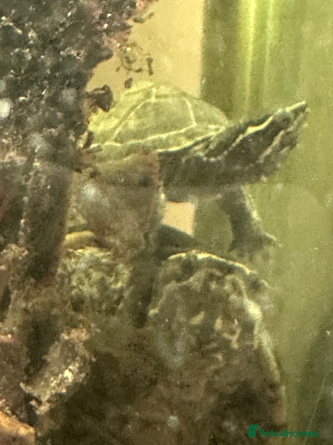 Turtle reptiles for sale: Musk turtle pair - Image 2