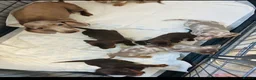 Miniature Dachshund dogs for sale: Beautiful miniature dachshund puppies - Advert 1