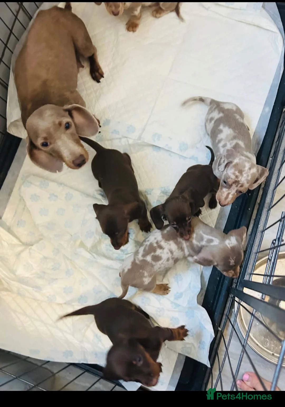 Miniature Dachshund dogs for sale: Beautiful miniature dachshund puppies - Advert 1