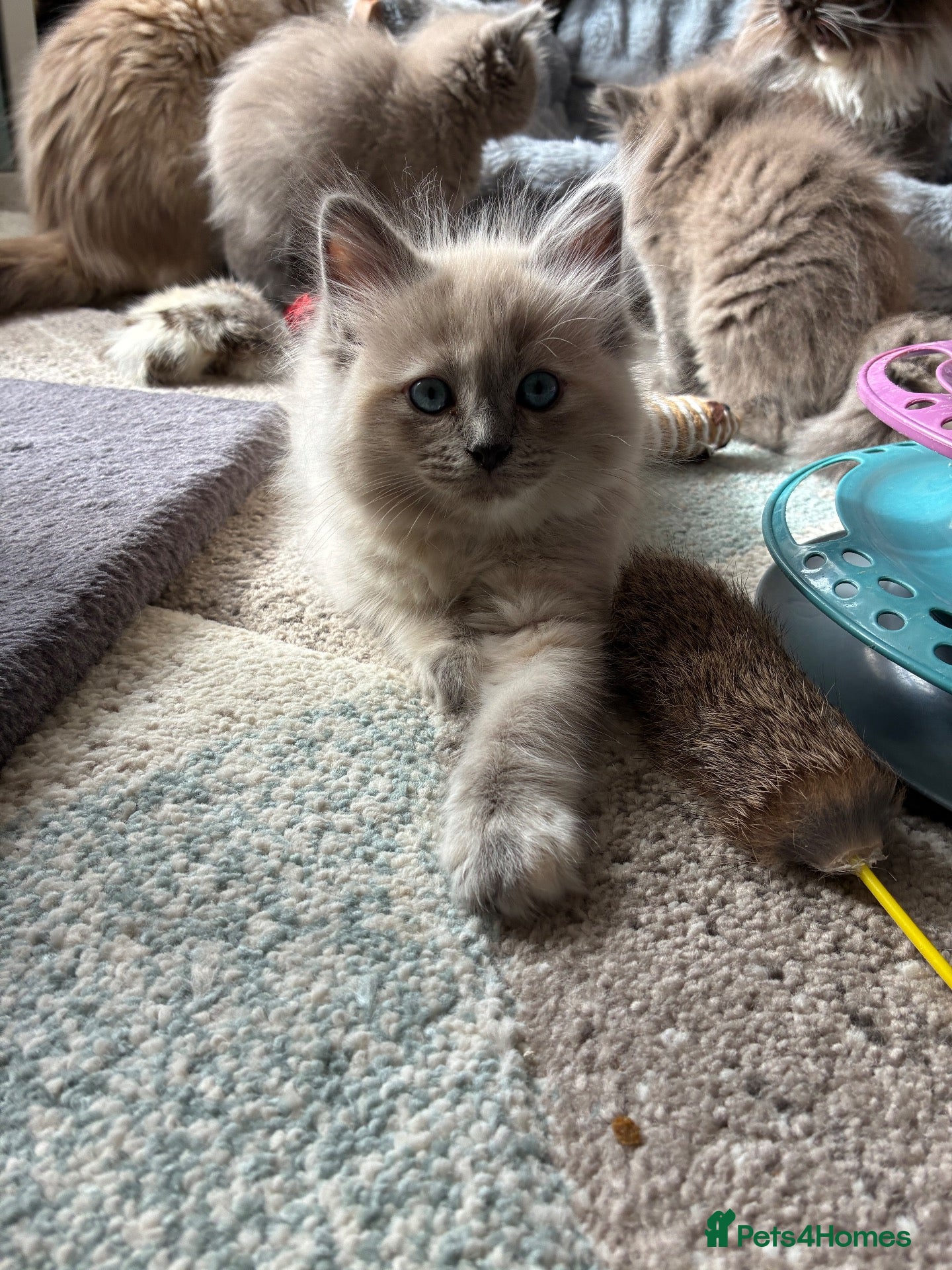 Ragdoll cats Pedigree registered mink /sepia Ragdolls - Advert 8