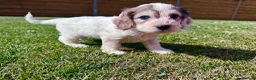 Cockapoo dogs for sale: Beautiful F1 Cockapoo Babies 🐾🐾🐾 - Advert 31