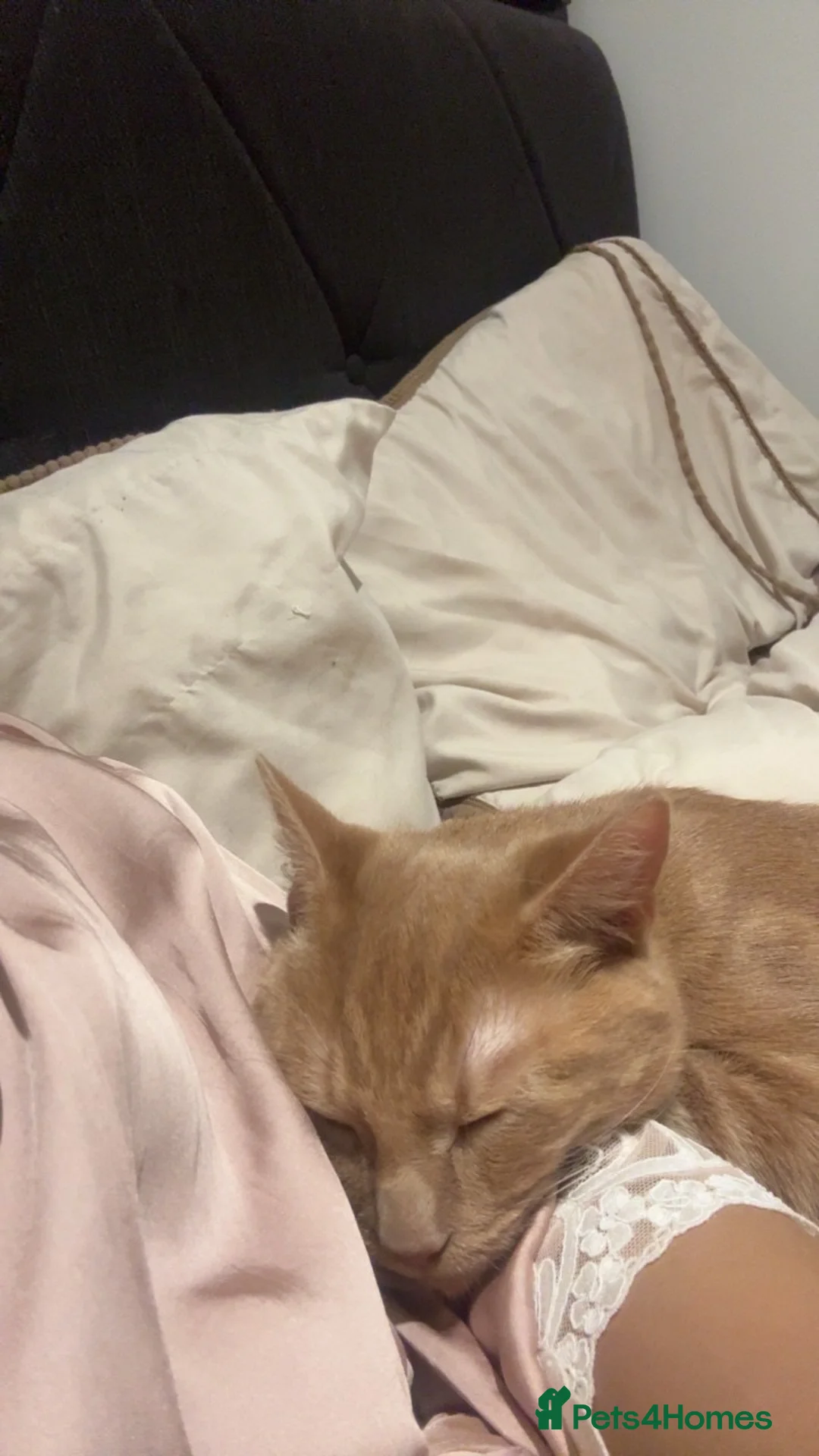 Mixed Breed cats for sale: Kitten  in Leeds - Advert 2