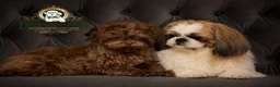 Shih Tzu dogs for sale: Beautiful little cute newborn shih tzu - Advert 6