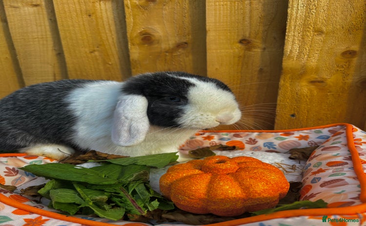 Mini Lop rabbits - Advert 7