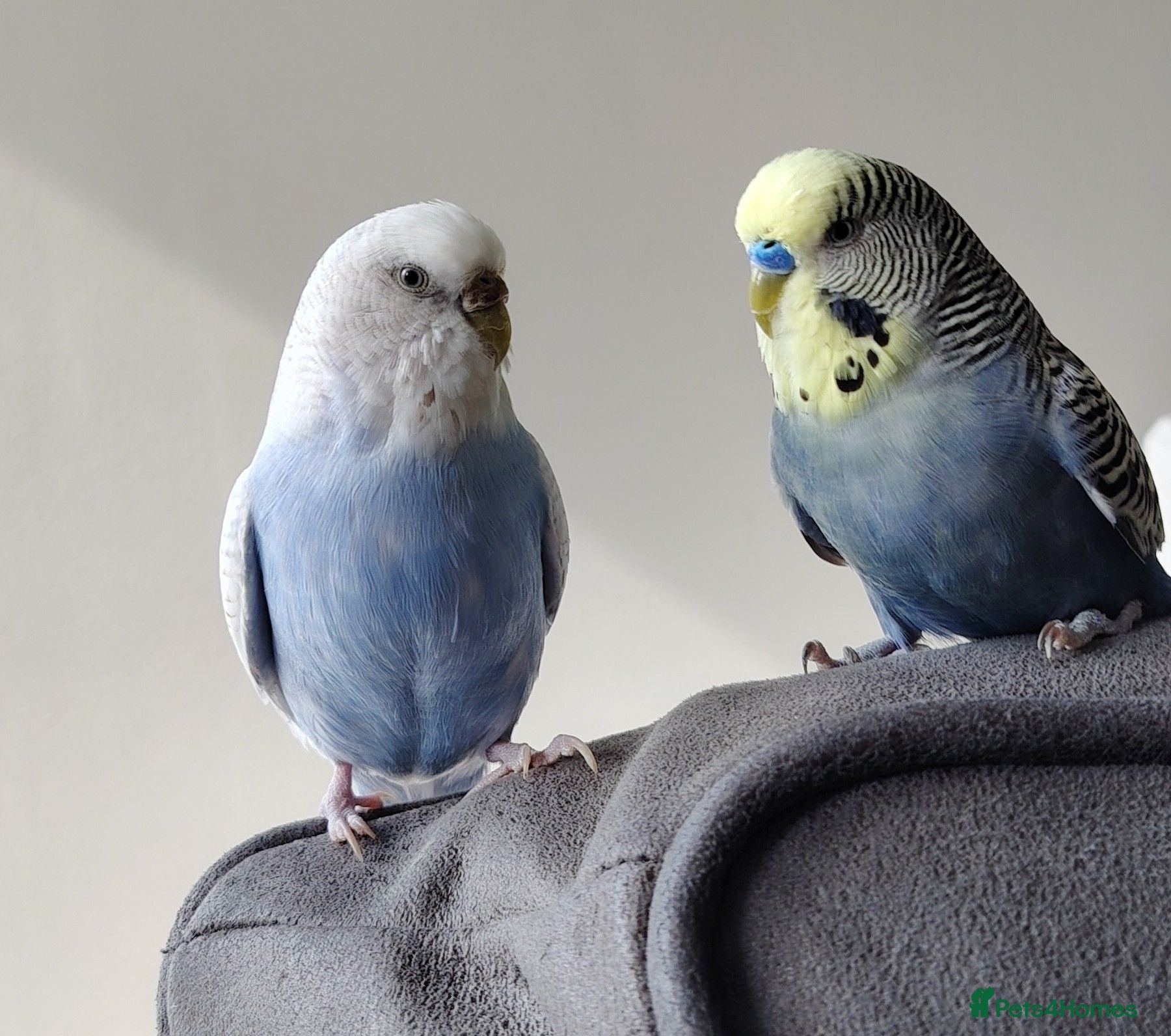 Budgerigars birds Pair of Budgies with Cage, food, vits etc. - Advert 8