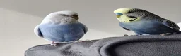 Budgerigars birds for sale: Pair of Budgies with Cage, food, vits etc. in Colchester - Advert 1