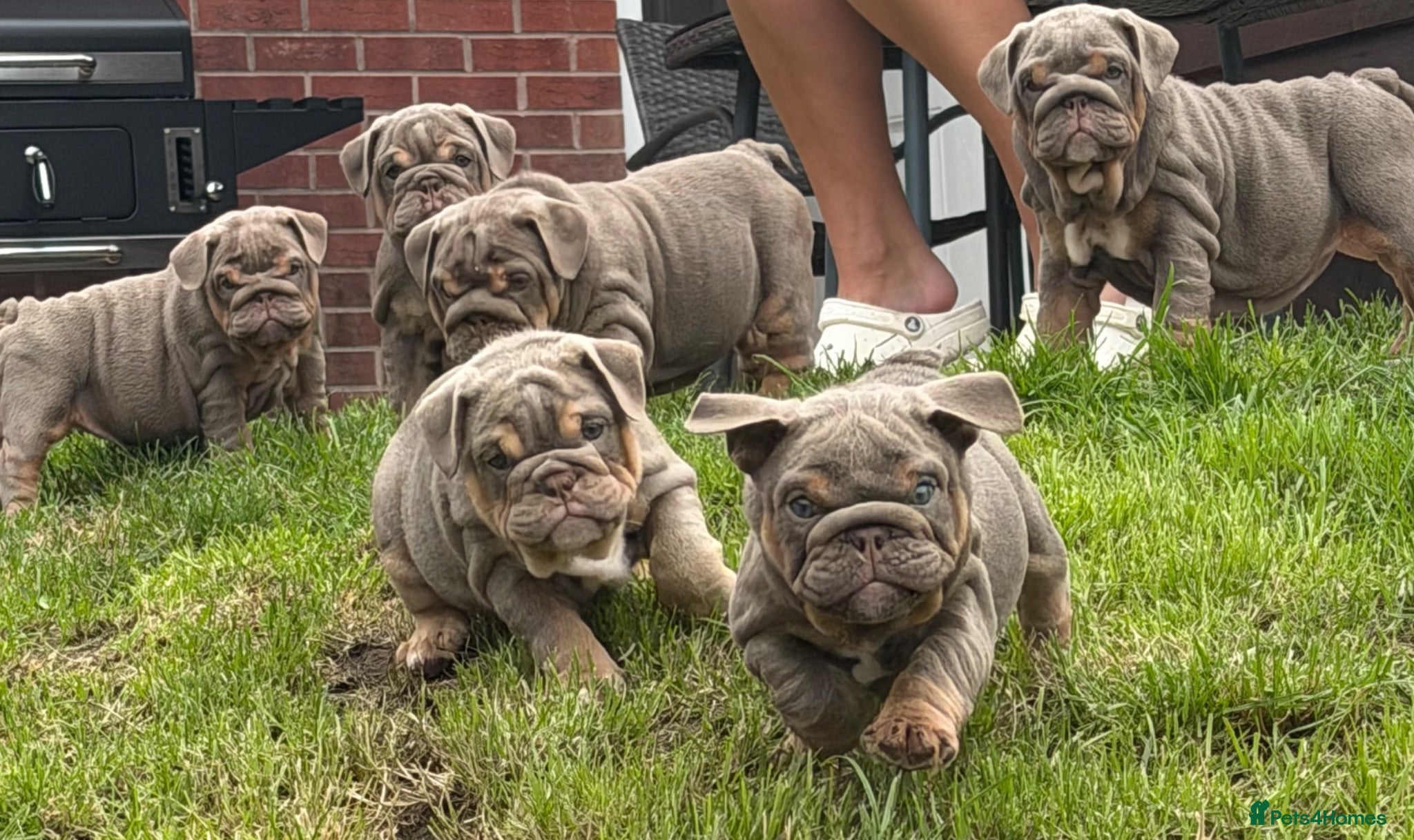 English Bulldog dogs Top Tier KC English Bulldog Puppies🐶 - Advert 2