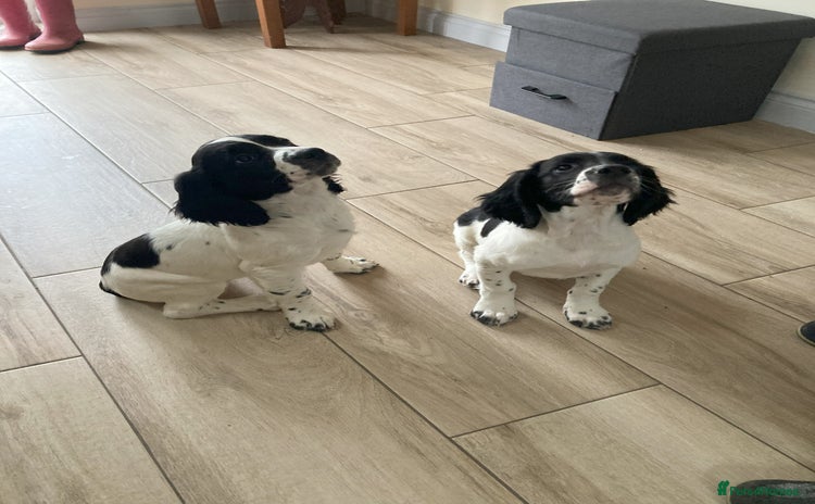 English Springer Spaniel dogs - Advert 13