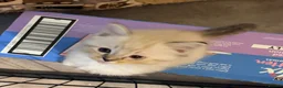 Ragdoll cats for sale: 3/4 Ragdoll Kittens - all long haired beauties  - Advert 19