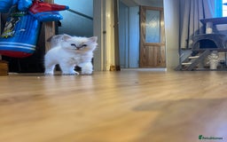 Ragdoll cats for sale: Male  - Advert 4