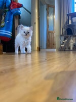 Ragdoll cats Ragdoll - Advert 10