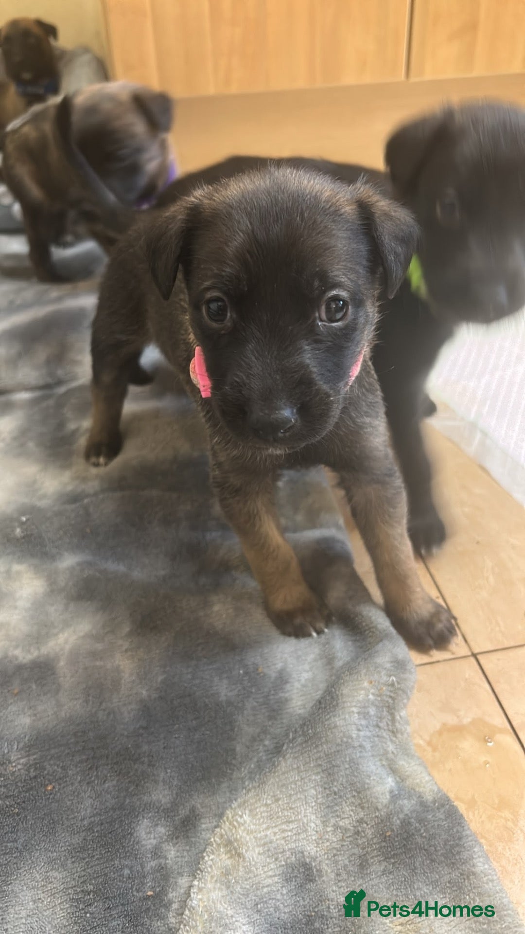 Mixed Breed dogs ONLY 3LEFT!3 stunning whippet x Belgian Malinois  - Advert 15