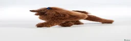 Cavapoo dogs for sale: F1 Red Toy Cavapoo Puppies 5* home bred DNA  - Advert 27