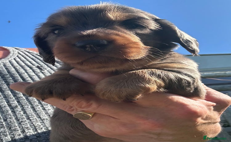 Dachshund dogs - Advert 1