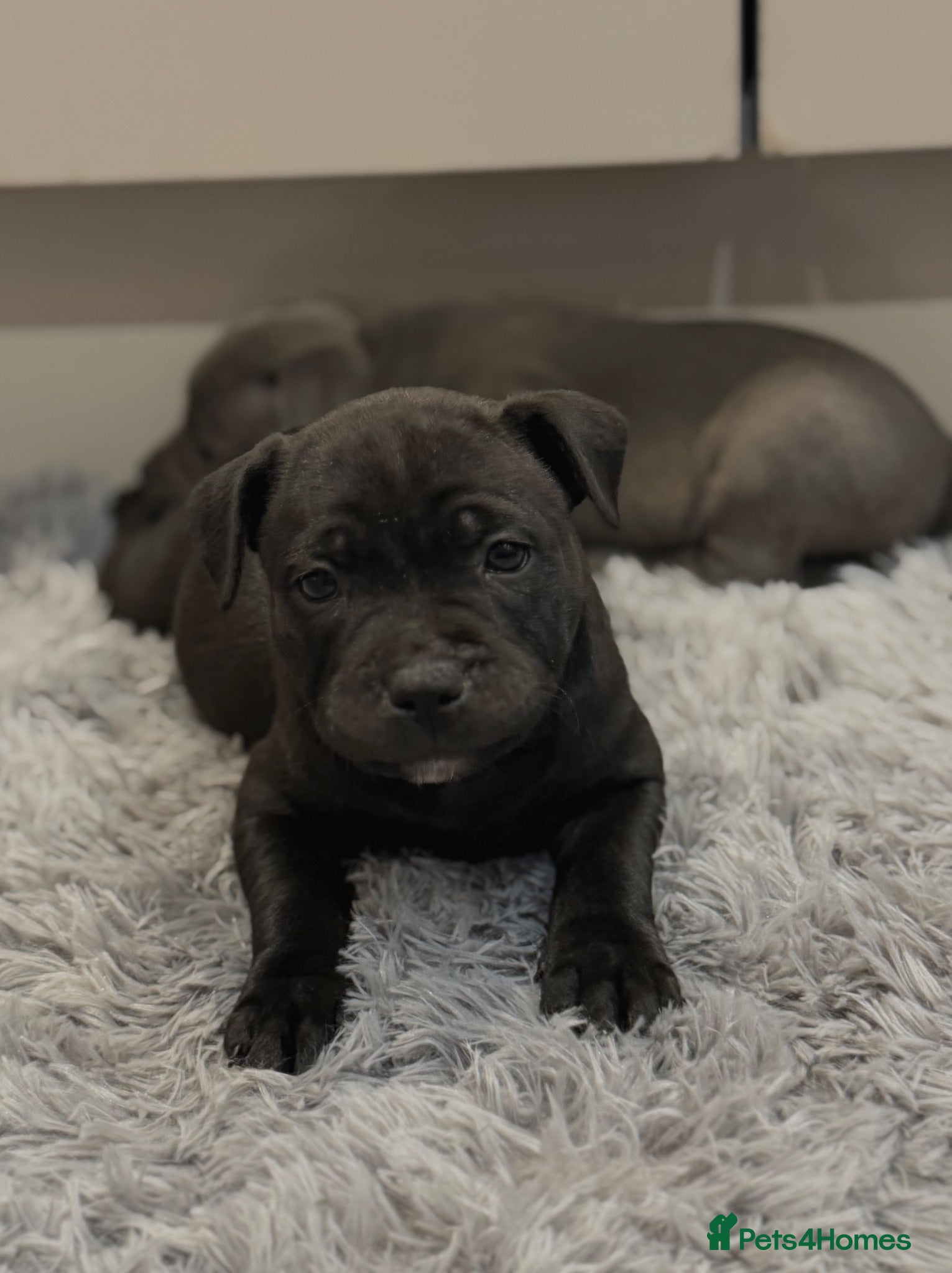 Staffordshire Bull Terrier dogs Health Tested KC Staffordshire Bull Terriers - Advert 2