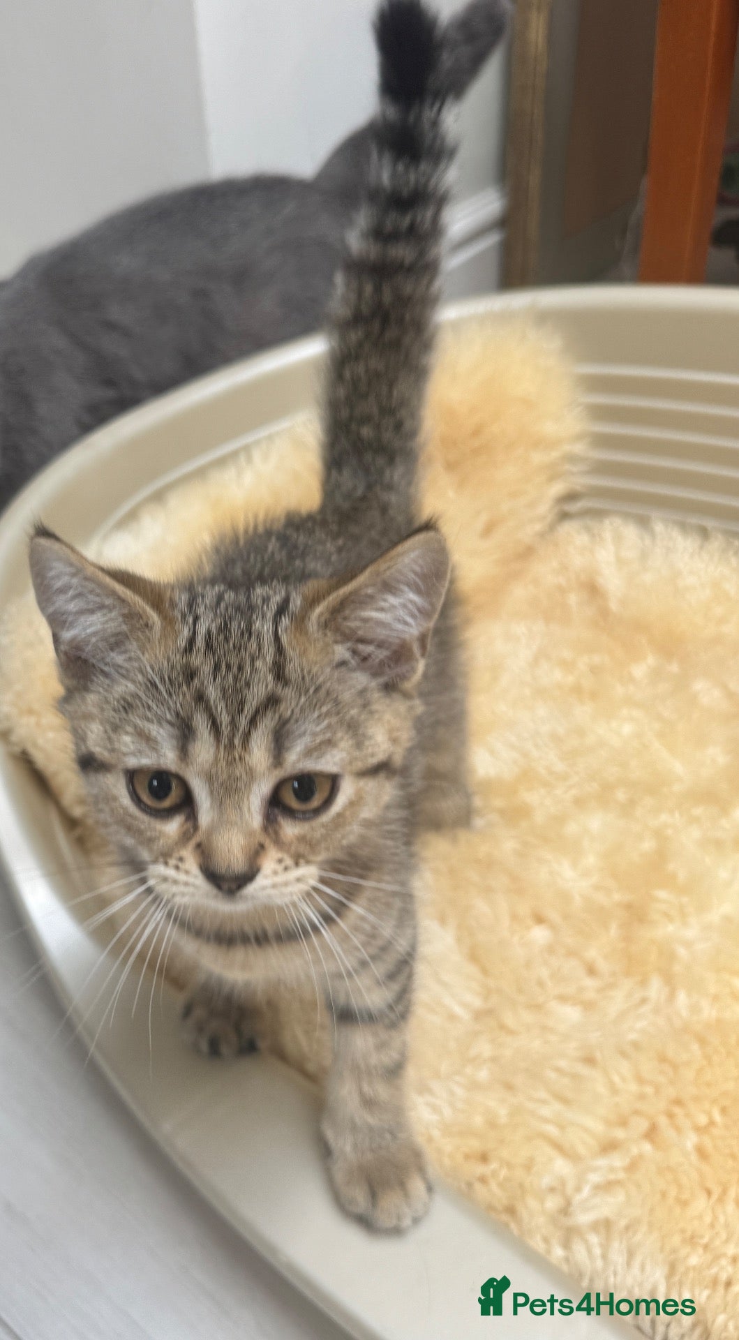 Scottish Fold cats Lovely Scottish straight kitten  - Advert 2