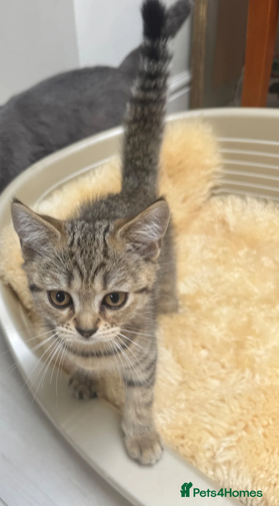 Scottish Fold cats for sale: Lovely Scottish straight kitten  - Advert 2
