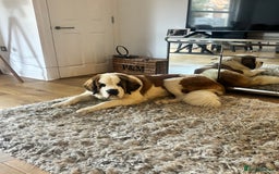 Saint Bernard dogs for sale: Gorgeous 1 Year old Saint Bernard - Image 6