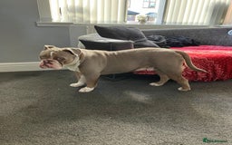 Olde English Bulldogge dogs for sale: Dave - 8.5 Month Old Friendly dog needs new home - Image 4