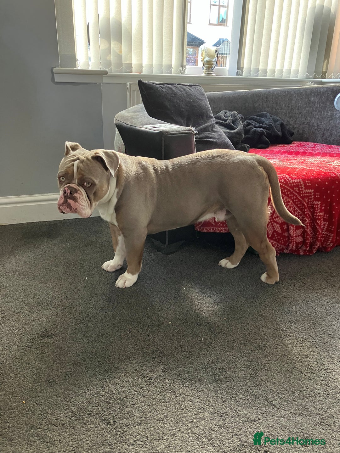 Olde English Bulldogge dogs for sale: Dave - 8.5 Month Old Friendly dog needs new home - Image 4