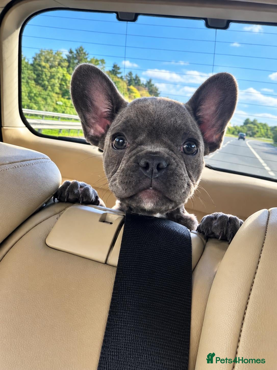 French Bulldog dogs Female frenchie  - Advert 1