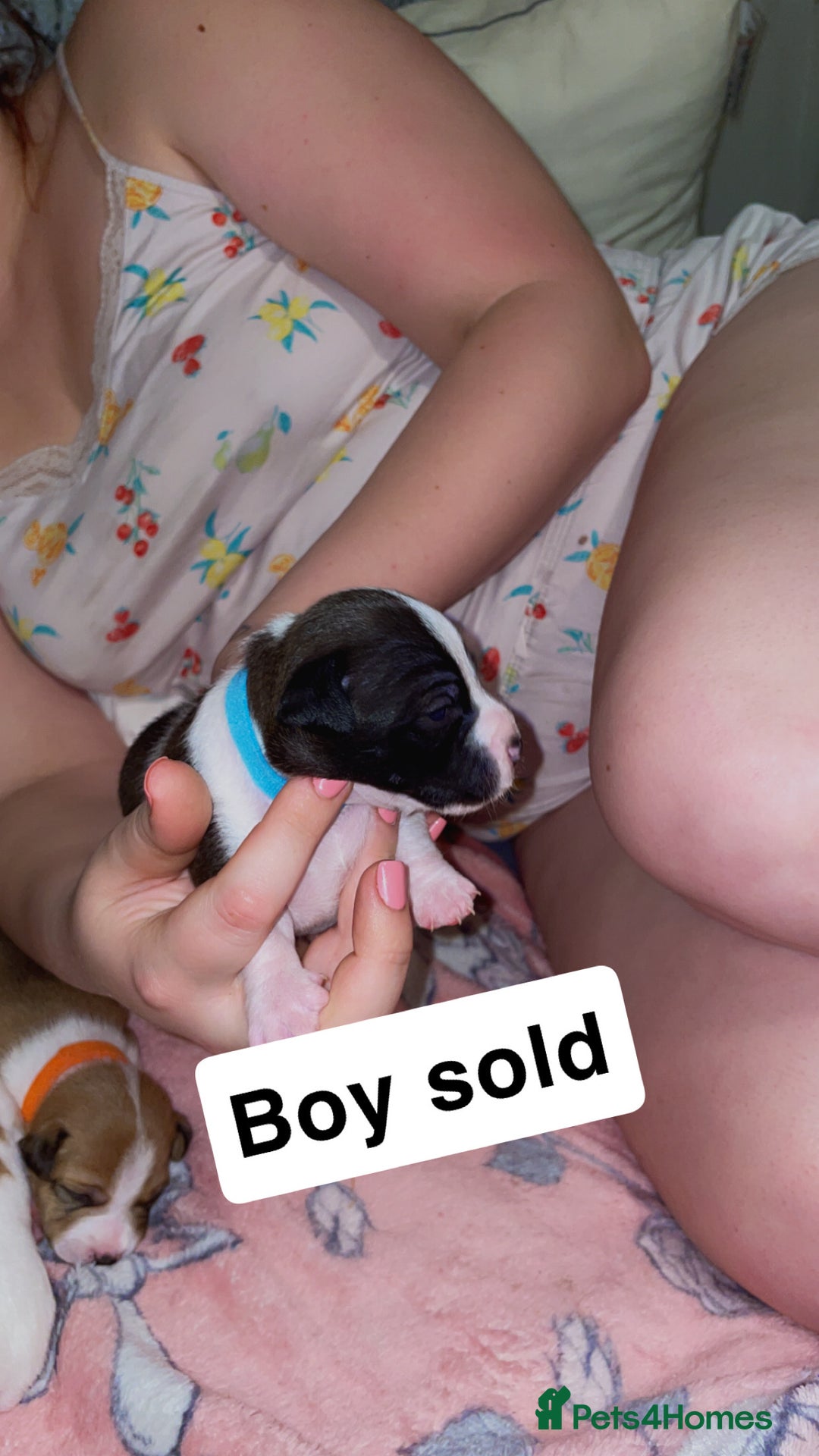 Jack Russell dogs for sale: Jack Russell Terriors  - Advert 8