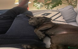 Patterdale Terrier dogs for sale: Patterdale Terrier 5 years F - Image 8