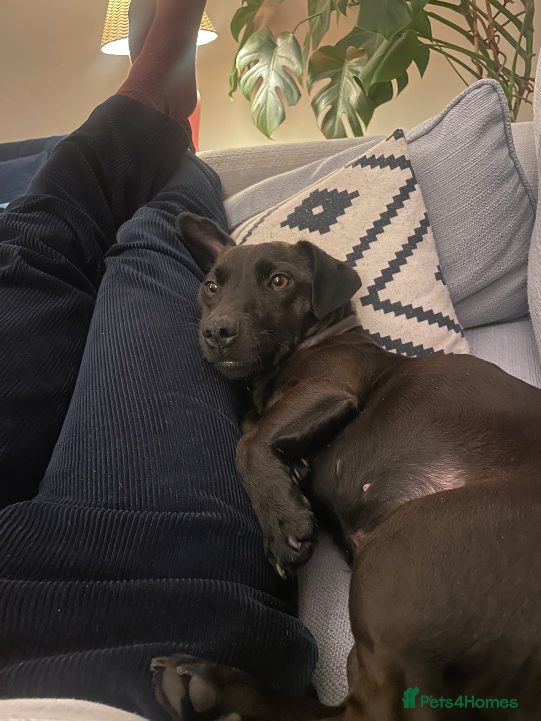 Patterdale Terrier dogs for sale: Patterdale Terrier 5 years F - Image 8