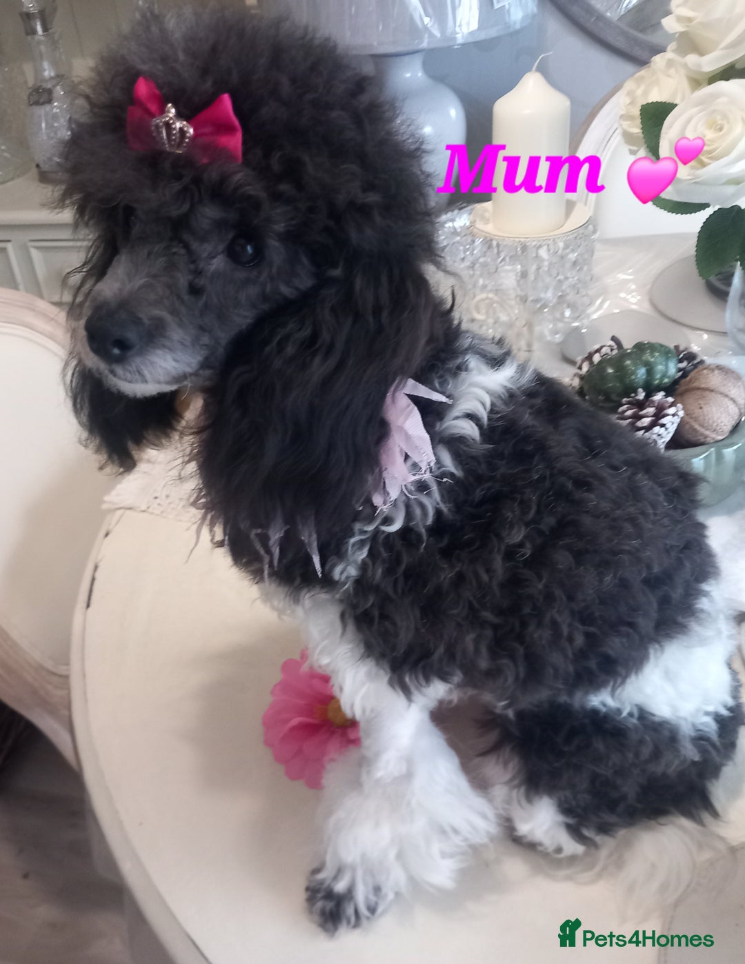 Toy Poodle dogs for sale: **1 PARTI BOY AVAILABLE**READY 21st DECEMBER** - Advert 6