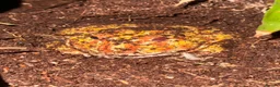 Frog reptiles for sale: Cat geckos and pacman frogs - Advert 2