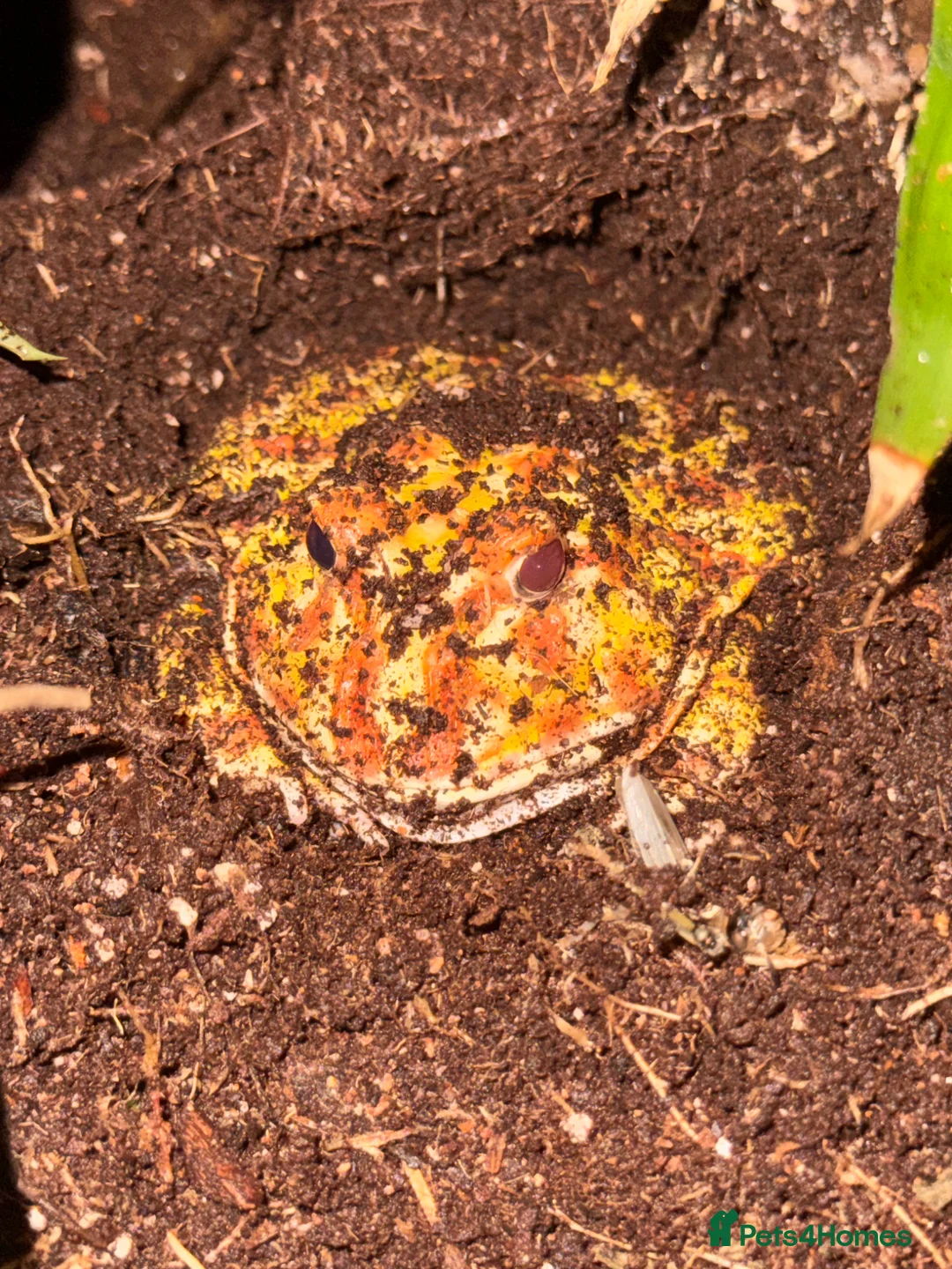Frog reptiles for sale: Cat geckos and pacman frogs - Advert 2