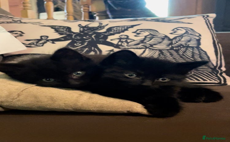 Mixed Breed cats - Advert 2