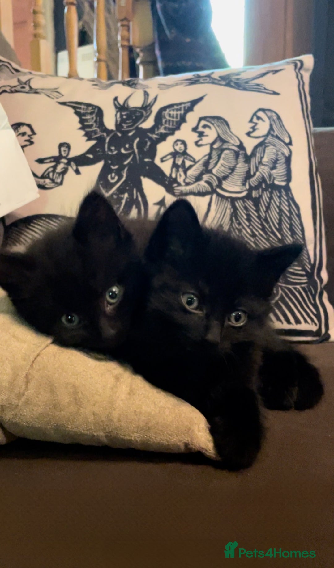 Mixed Breed cats for sale: Mixed long hair female and two males  - Image 1