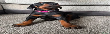 Dobermann 6