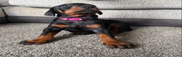Dobermann dogs for sale: Dobermans for sale in Ayr - Advert 2