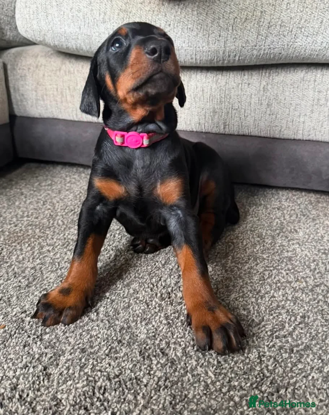 Dobermann dogs for sale: Dobermans for sale in Ayr - Advert 2