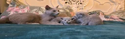 Russian Blue cats for sale: Tica Registered Russian Blue kittens  - Advert 18