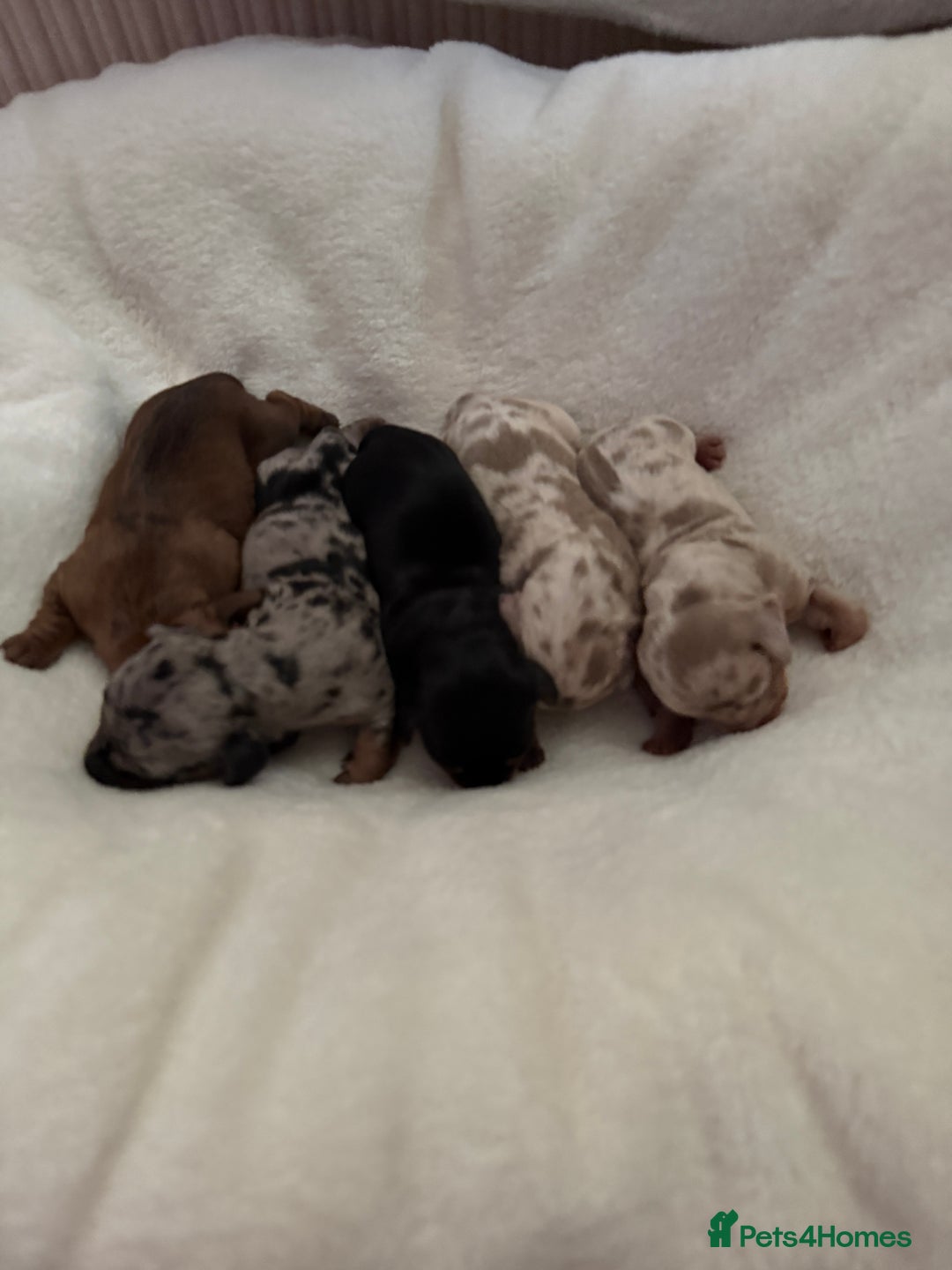 Miniature Dachshund dogs for sale: Dachshund puppies for sale. - Advert 5