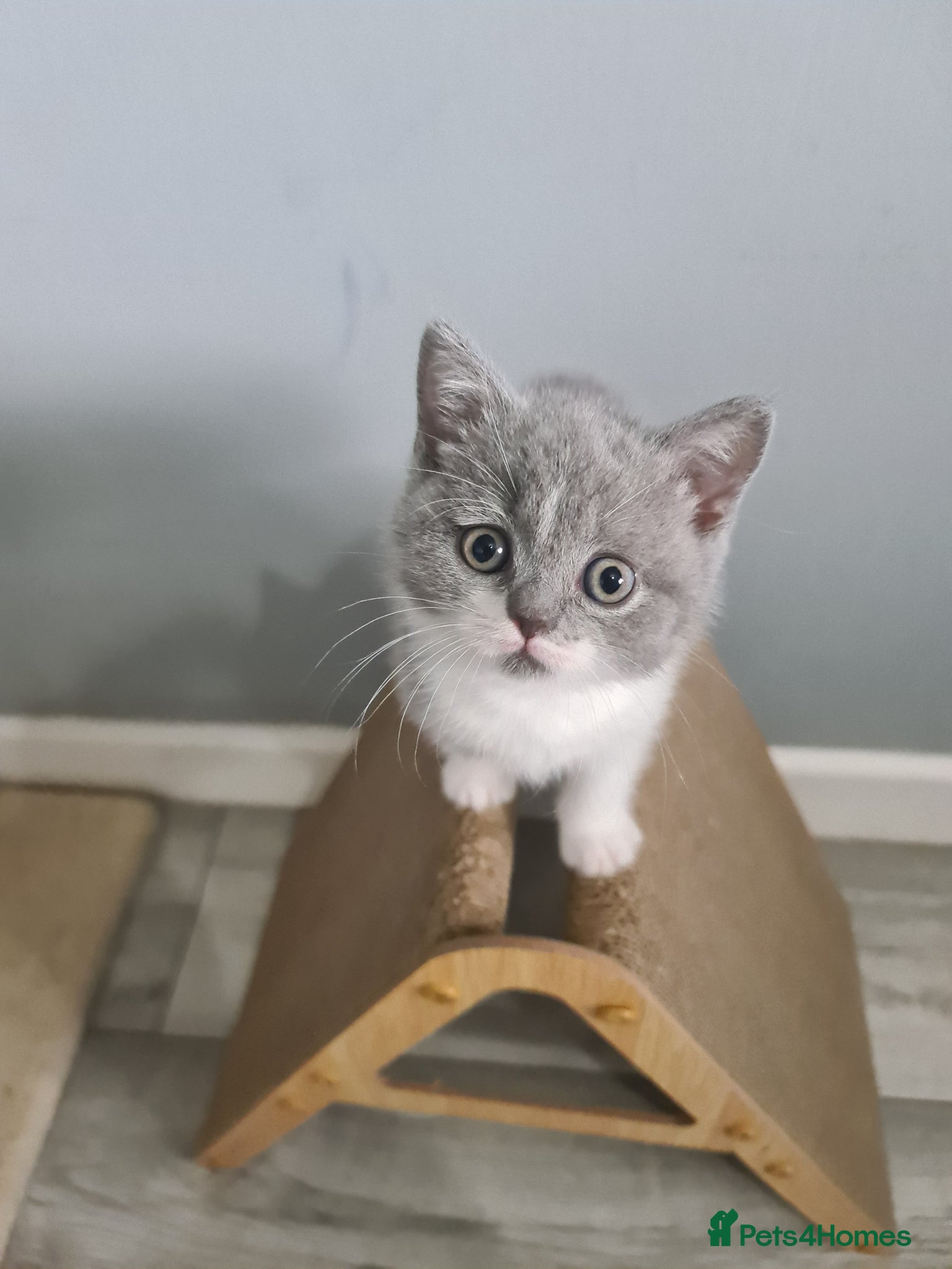 British Shorthair cats British Shorthair kittens  - Advert 2