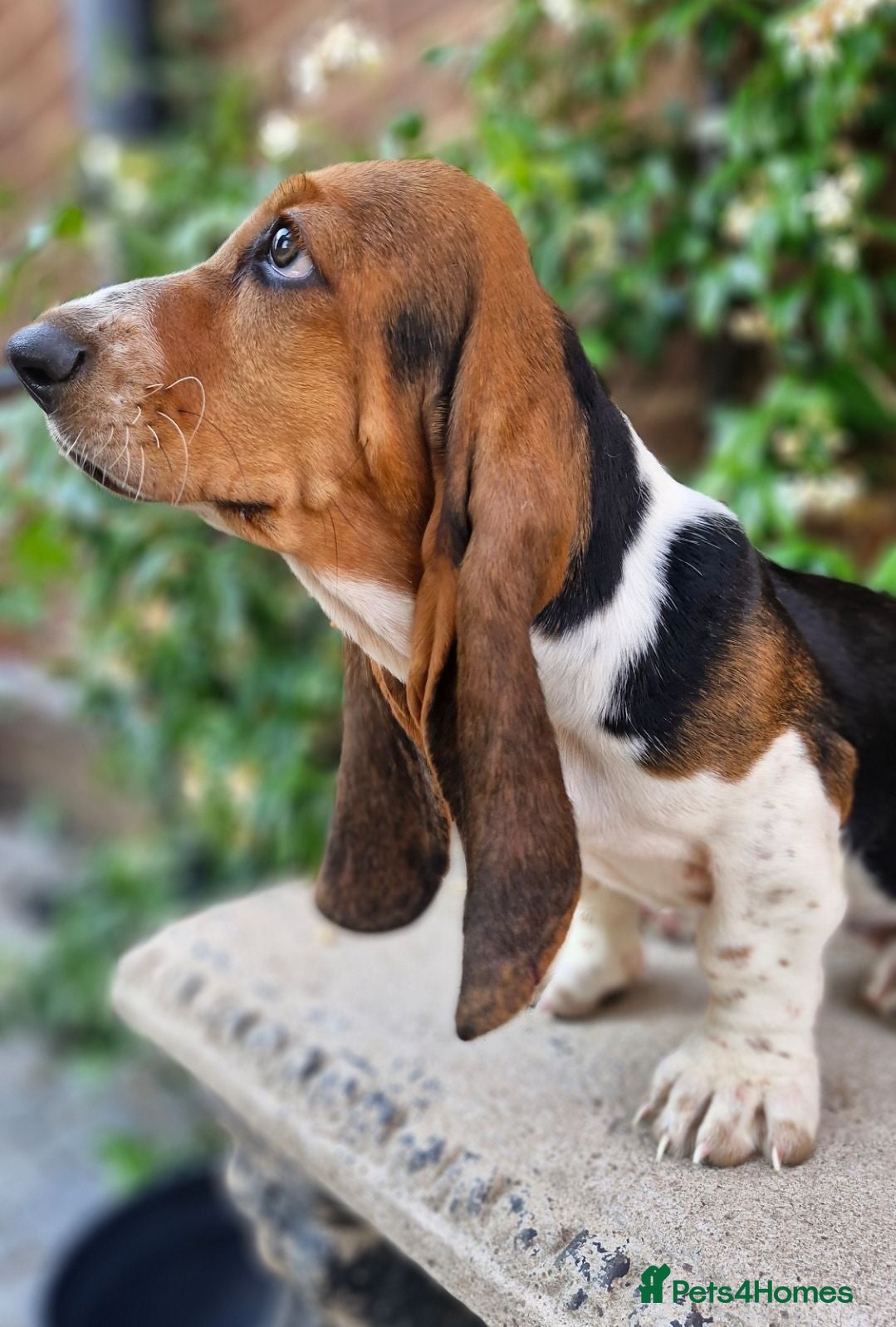 Basset Hound dogs Beautiful Basset Hounds Ready now - Advert 10