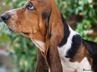 Basset Hound dogs Beautiful Basset Hounds Ready now - Advert 10